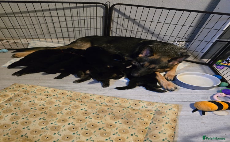 German Shepherd dogs - Advert 1