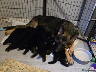 German Shepherd dogs - Advert 1