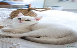 British Shorthair cats for sale: TICA British Shorthair Kittens Champion bloodline in Bedford - Image 21