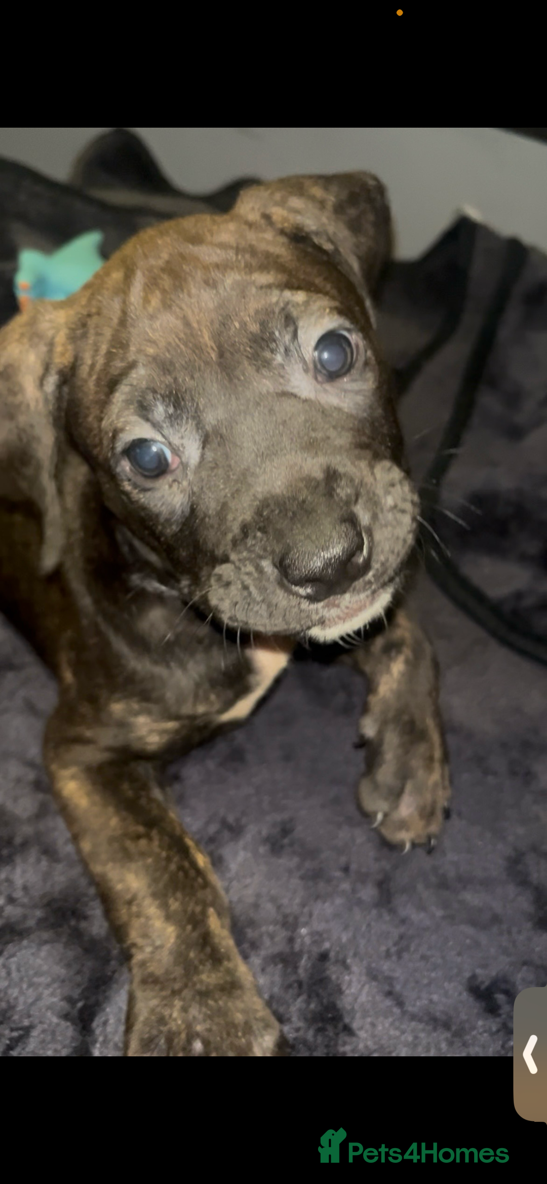 Presa Canario dogs for sale: Beautiful presa canario puppies!! - Advert 22
