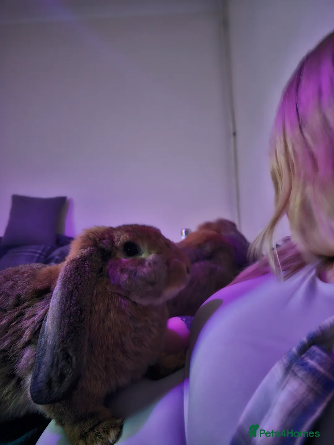 Continental Giant rabbits for sale: Two continental giants  - Advert 8