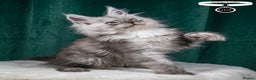 Maine Coon cats for sale: XL PEDIGREE TICA REGISTERED MAINE COON KITTENS - Advert 31