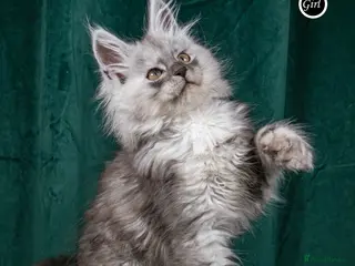 Maine Coon cats XL PEDIGREE TICA REGISTERED MAINE COON KITTENS - Advert 15