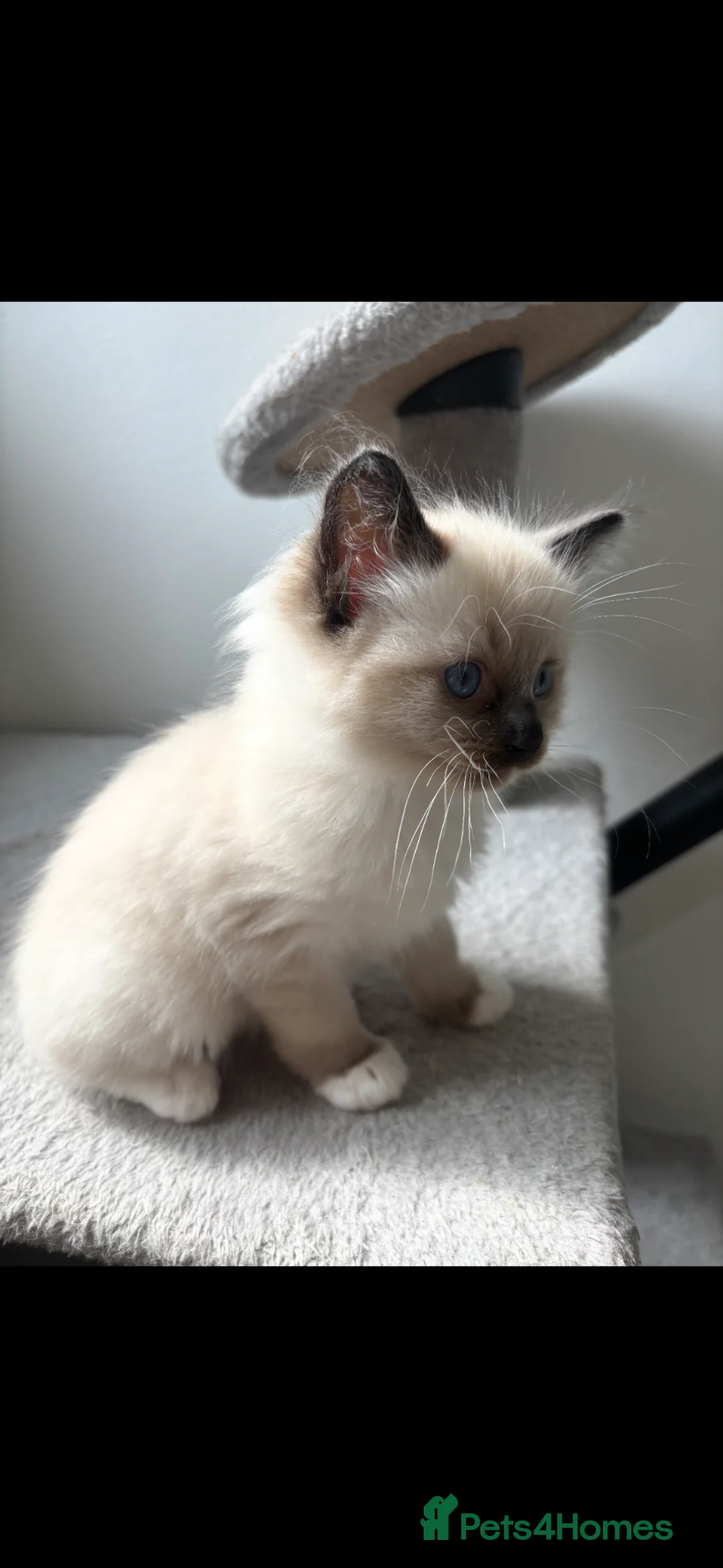 Ragdoll cats for sale: 1 Blue Mitted Ragdoll in Aberdeen - Advert 4