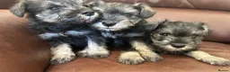 Miniature Schnauzer dogs for sale: Fun healthy miniature schnauzers kc reg  - Advert 3