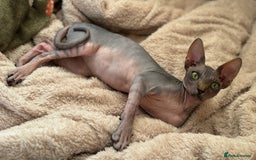 Sphynx cats for sale: 2 sphynx sisters looking for new home TOGETHER  - Image 2