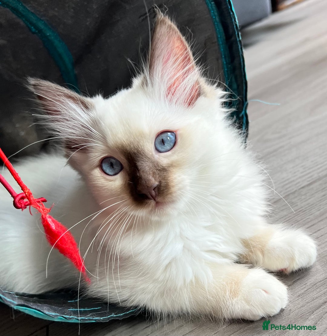 Ragdoll cats for sale: GCCF Active Blue Mitted Stud male for sale - Image 19