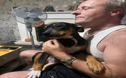 Mixed Breed dogs for sale: Staffordshire bull terrier cross Rottweiler  - Image 2