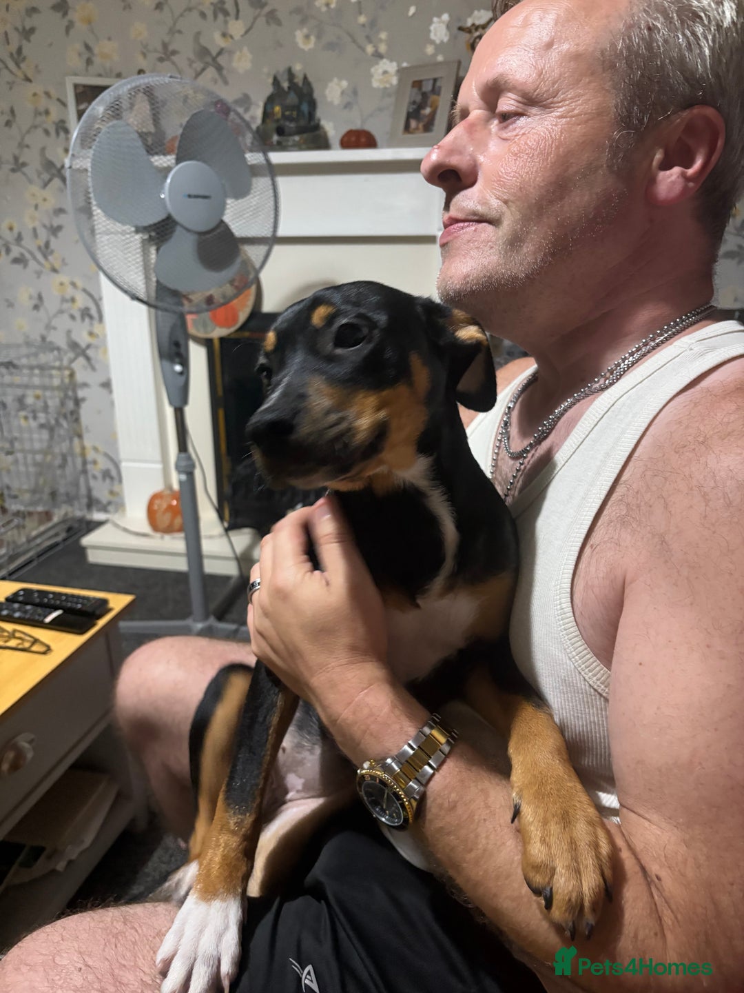 Mixed Breed dogs for sale: Staffordshire bull terrier cross Rottweiler  - Image 2