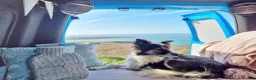 Border Collie dogs for sale: Border Collie - Advert 11