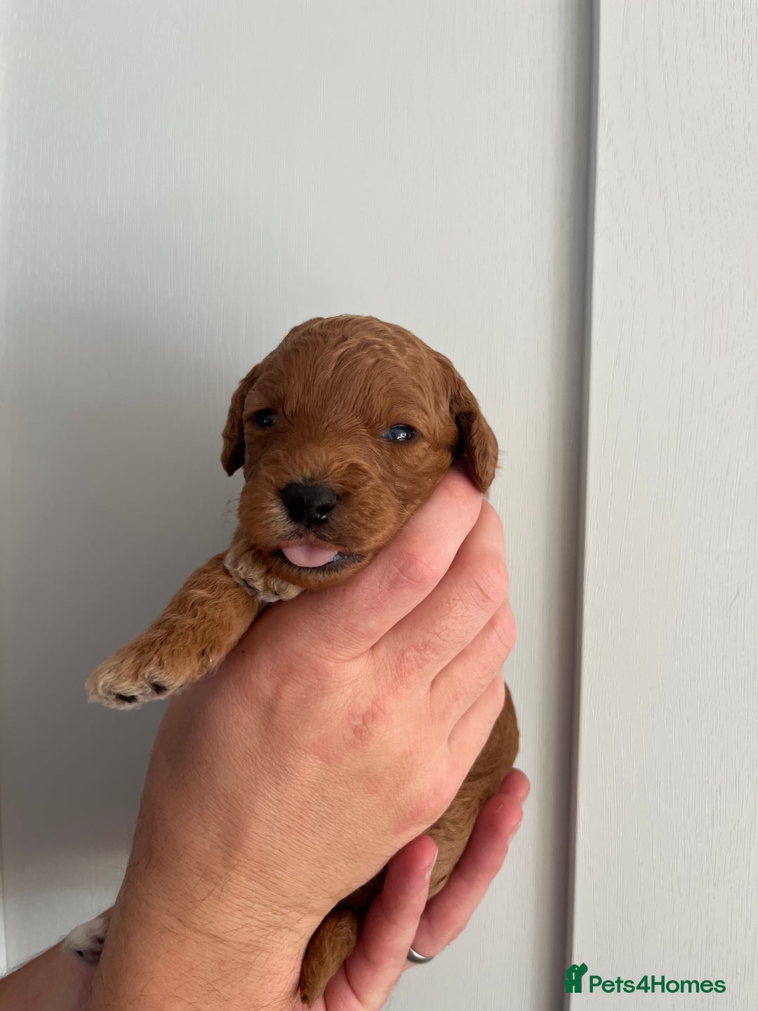 Goldendoodle dogs for sale: Extensively health tested Miniature goldendoodles - Image 10