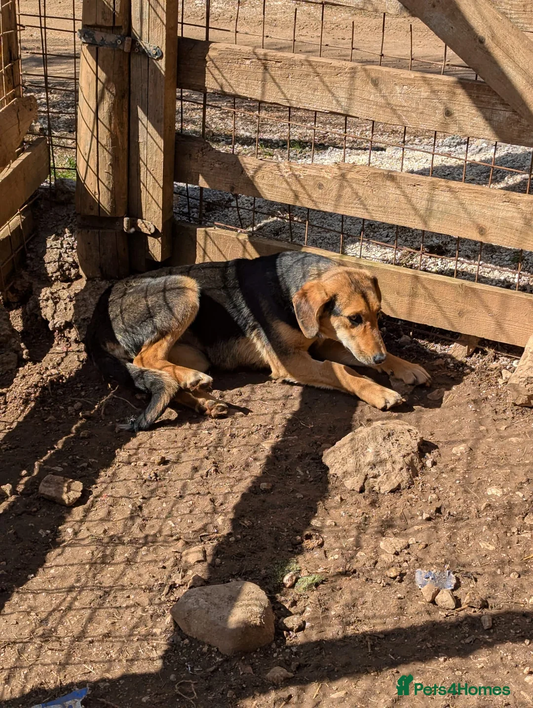 Mixed Breed dogs for adoption: Suzy and Precious in Ashford - Advert 6