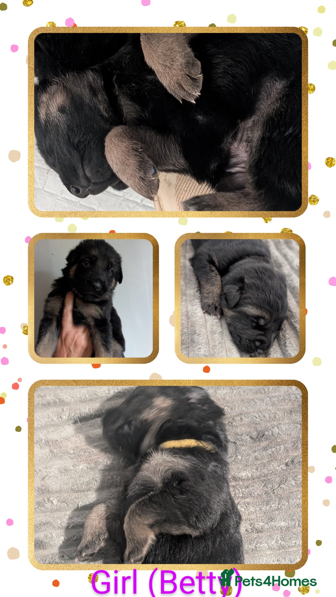 German Shepherd dogs for sale: German Shepherd Puppies - Image 2