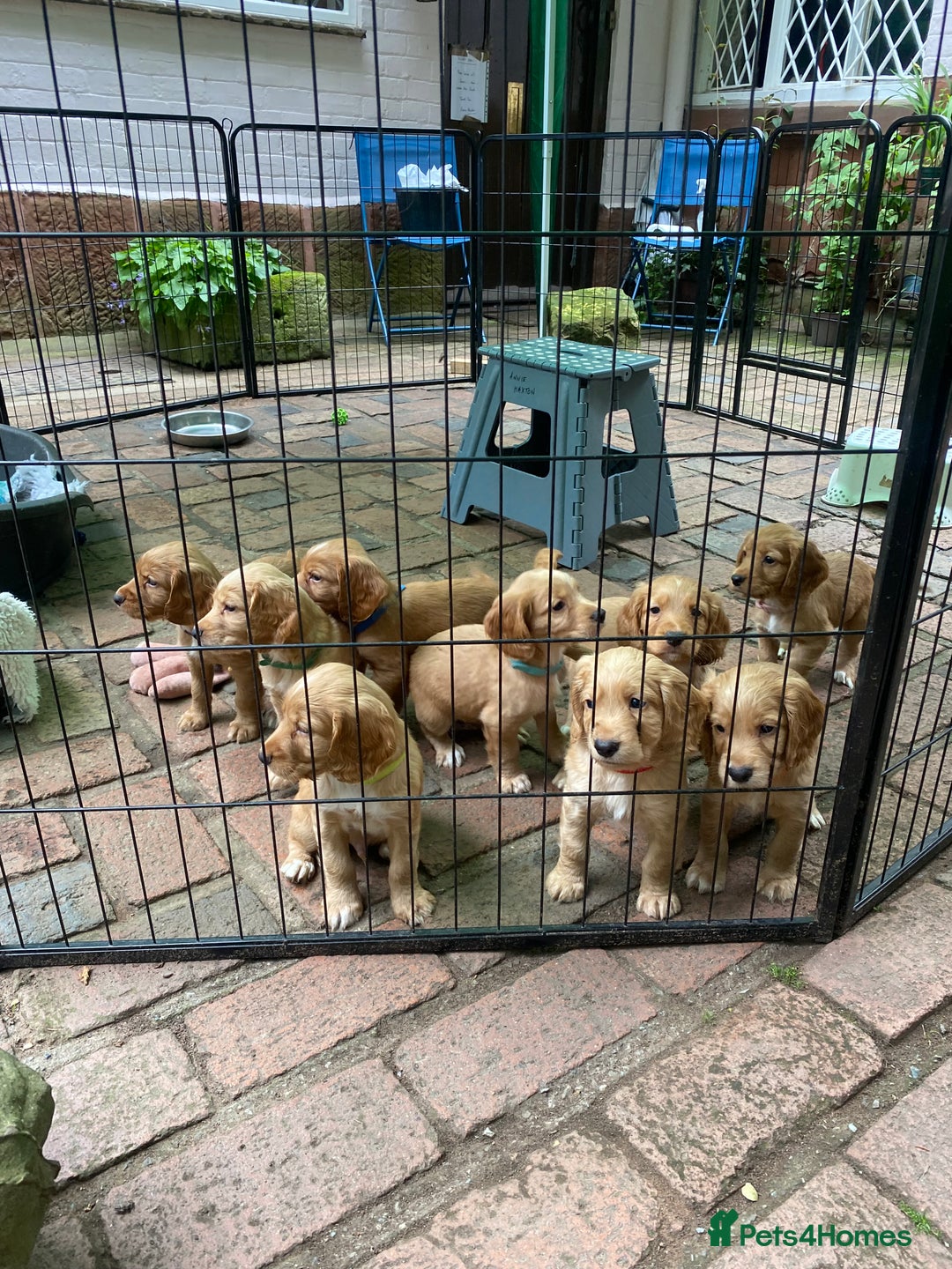 Cocker Spaniel dogs for sale: Stunning Top Working Cocker Spaniel Puppies - Image 10