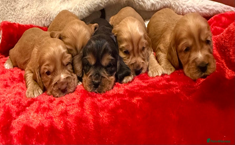 Cocker Spaniel dogs Show cocker spaniel pups - Advert 13