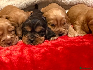 Cocker Spaniel dogs Show cocker spaniel pups - Advert 1