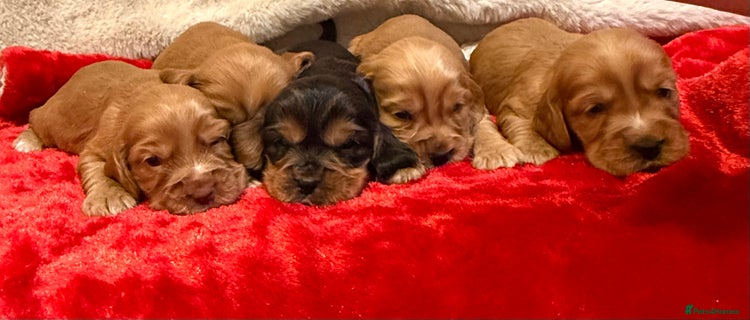 Cocker Spaniel dogs Show cocker spaniel pups - Advert 13