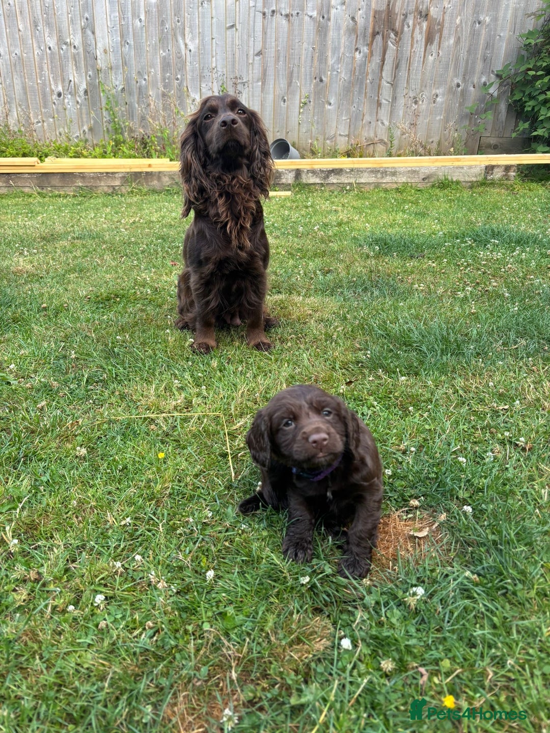 Cocker Spaniel dogs for sale: Working cocker puppy - Image 4