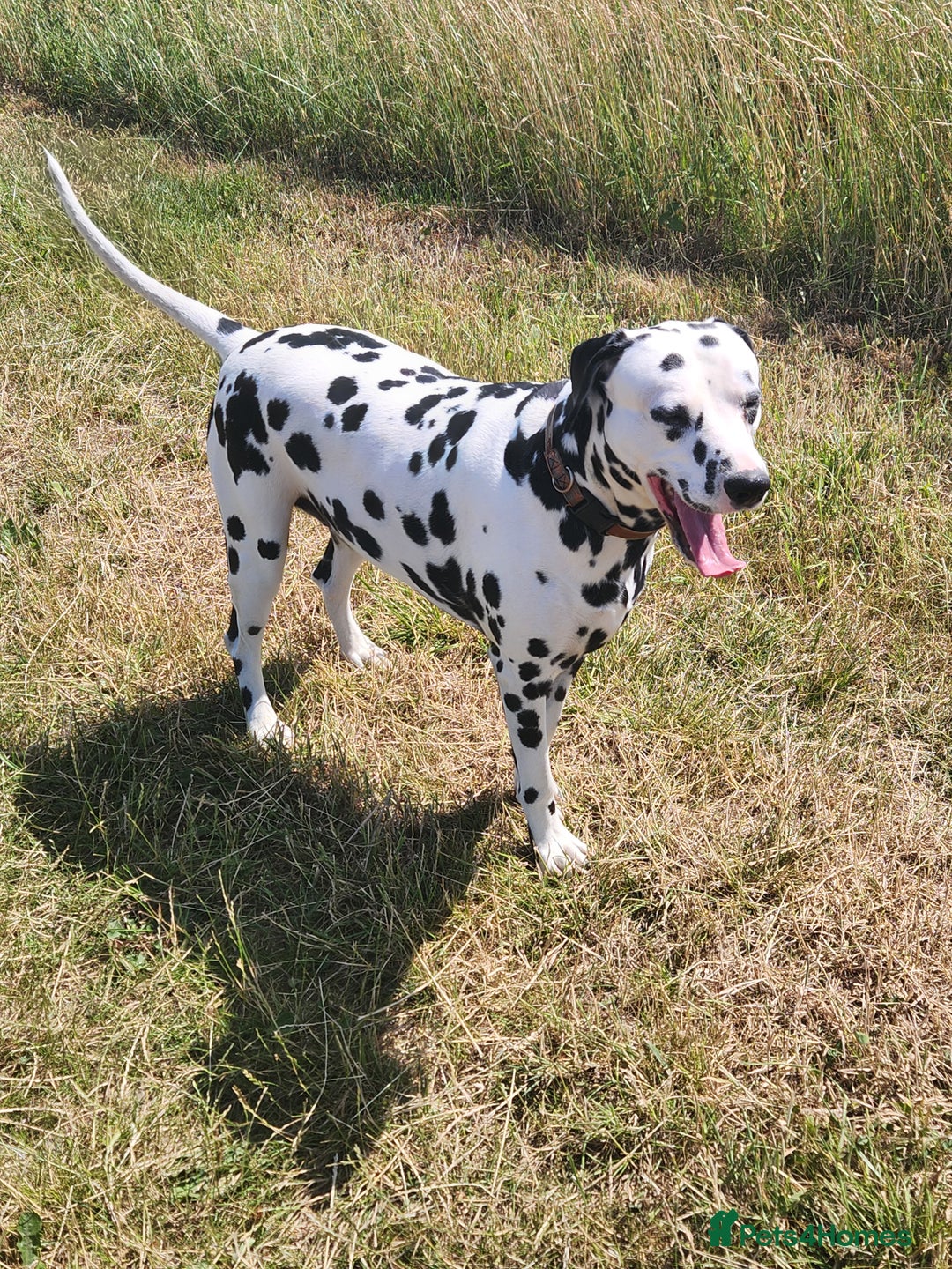Dalmatian dogs for stud: Milo  - Image 3