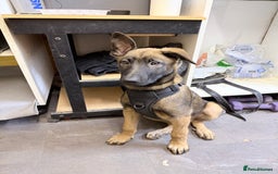 Belgian Shepherd Dog dogs for sale: Belgium Malinois puppy - Advert 1