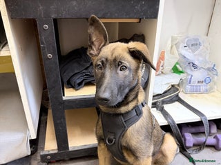 Belgian Shepherd Dog dogs Belgium Malinois puppy - Advert 2