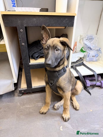 Belgian Shepherd Dog dogs Belgium Malinois puppy - Advert 1