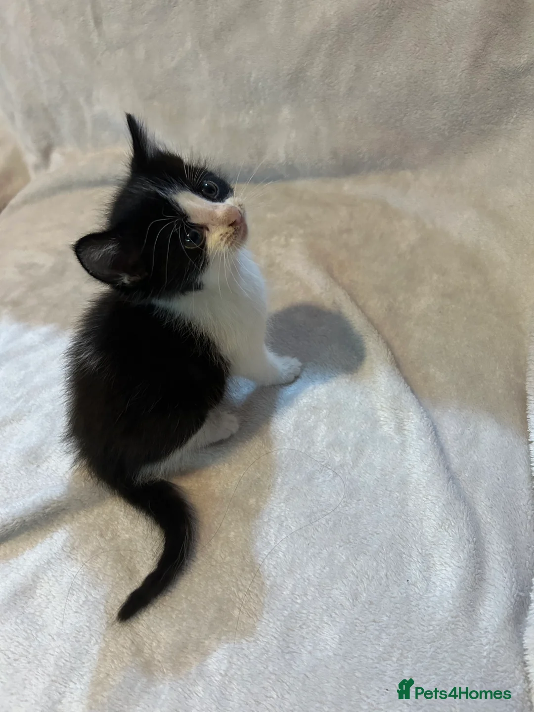 Mixed Breed cats for sale: 4 adorable kittens to go to a loving new home  - Advert 9