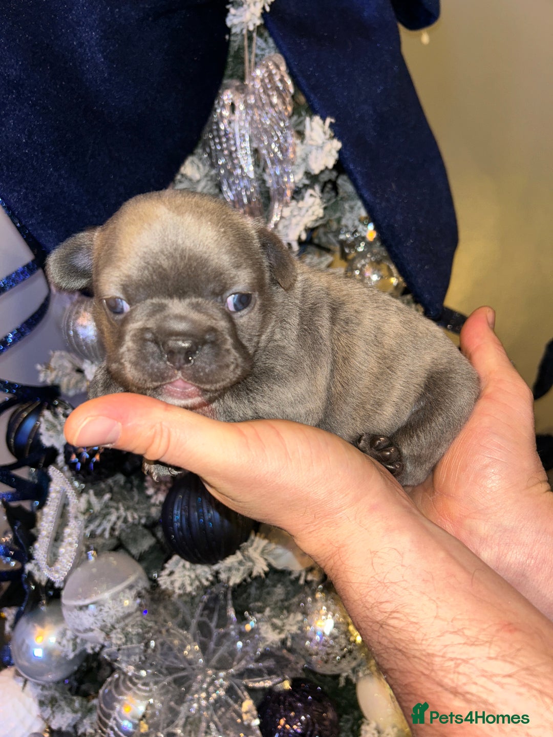 French Bulldog dogs for sale: French fries due to leave 3rd January  - Advert 2