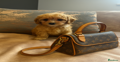 Cavapoo dogs - Advert 8
