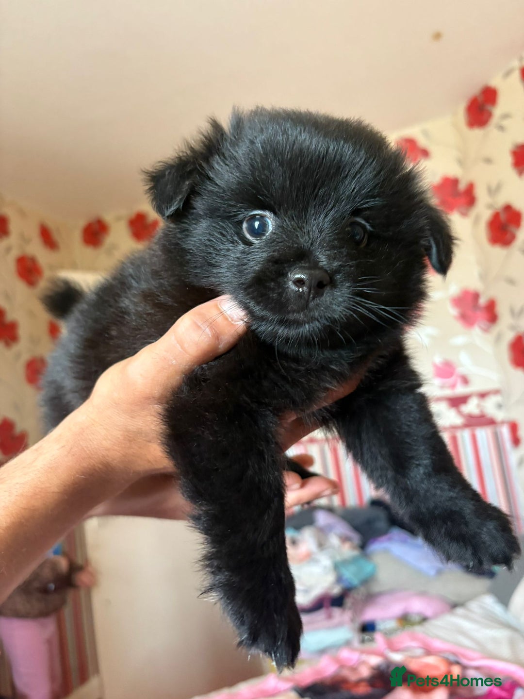 Pomeranian dogs for sale: Beautiful Pomeranian puppy’s 2 girls 1 boy.  - Image 15
