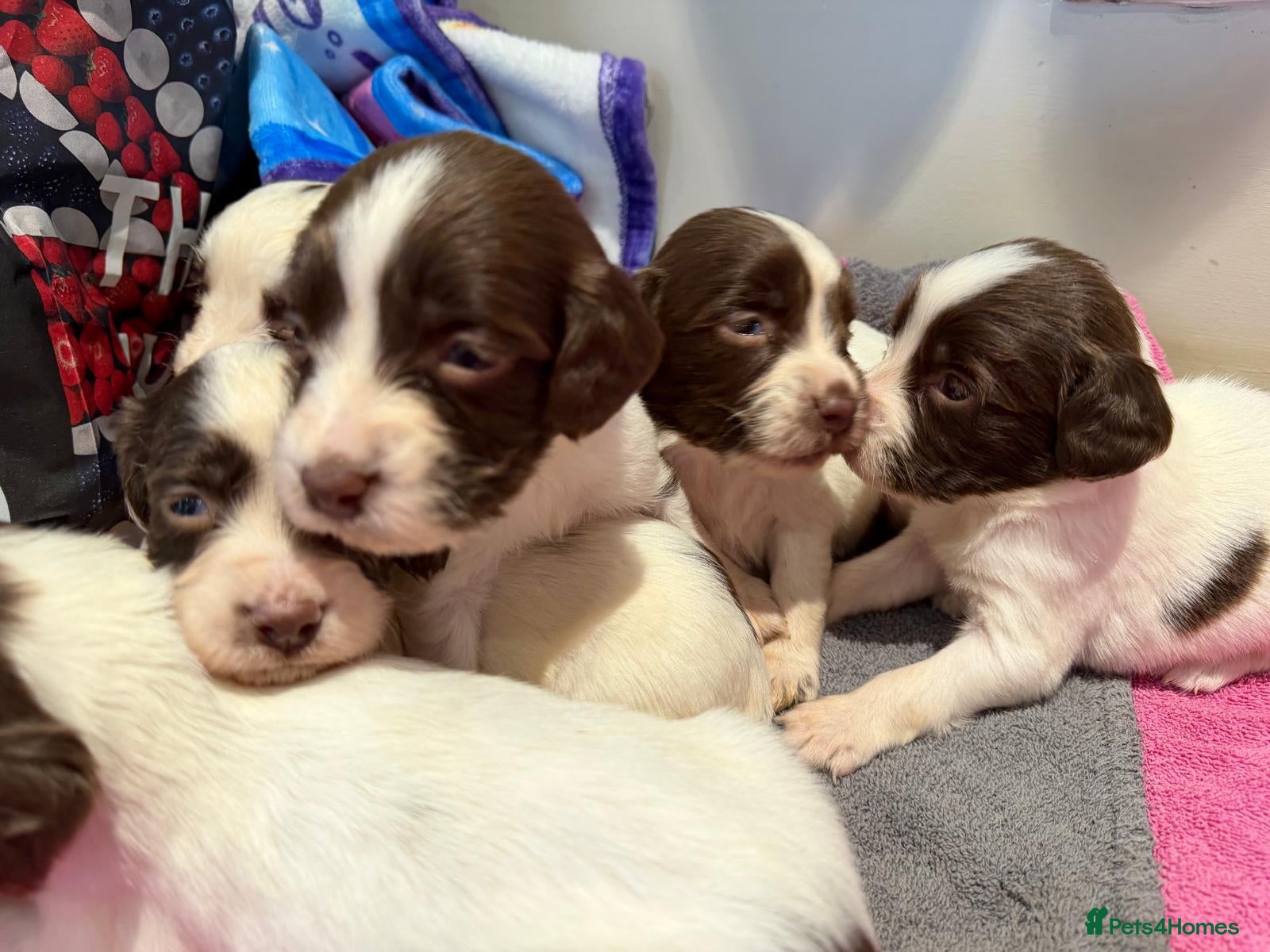 English Springer Spaniel dogs ✨ KC English Springer Spaniel Puppies ✨ - Advert 1