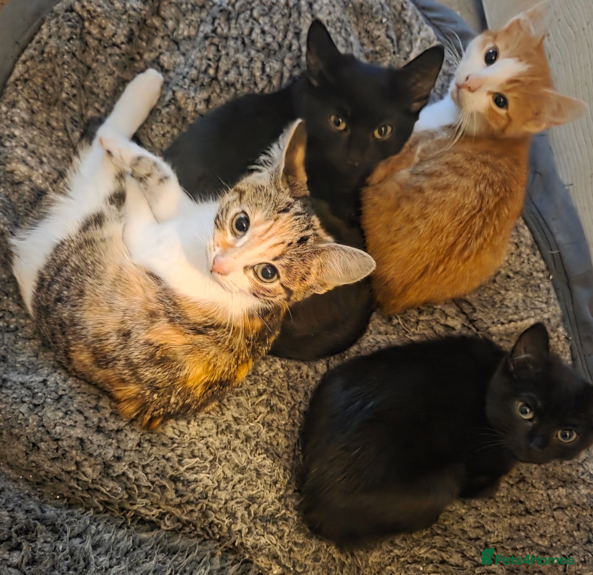 Mixed Breed cats 13 weeks mixes litter kittens  - Advert 1