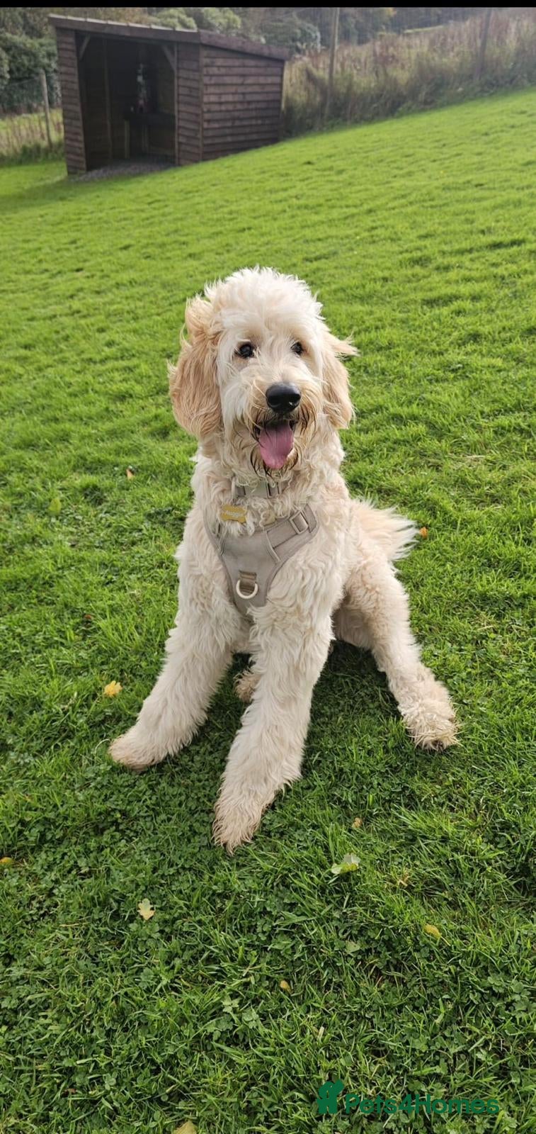 Mixed Breed dogs Auggie - Smart, Loving & Needs an Experienced Home - Advert 3