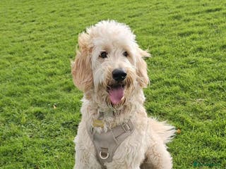 Mixed Breed dogs Auggie - Smart, Loving & Needs an Experienced Home - Advert 3