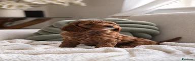 Cockapoo 2