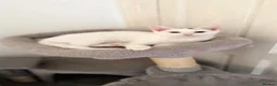Turkish Van cats for sale: Turkish Van Kittens – Ready for Loving Homes - Advert 5