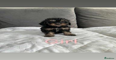 Cockapoo dogs - Advert 7