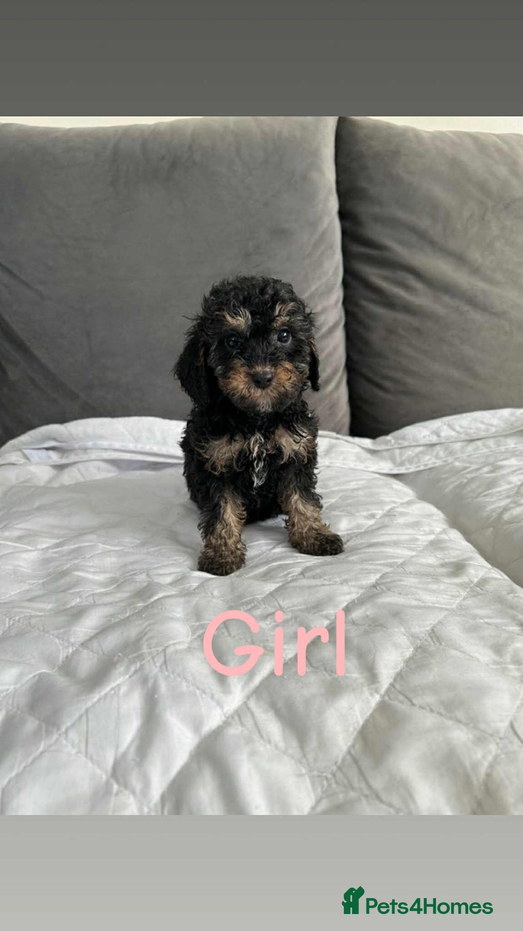 Cockapoo dogs for sale: F2 cockapoo - Image 3