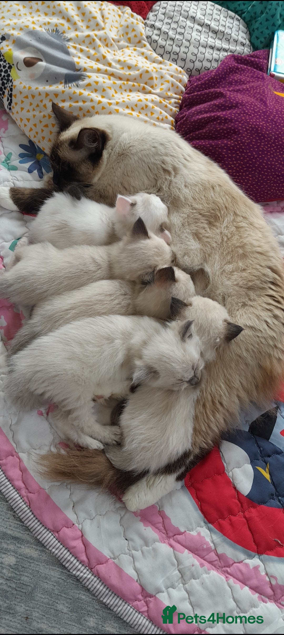 Ragdoll cats for sale: Ragdoll kittens - 7 weeks old.  - Image 3