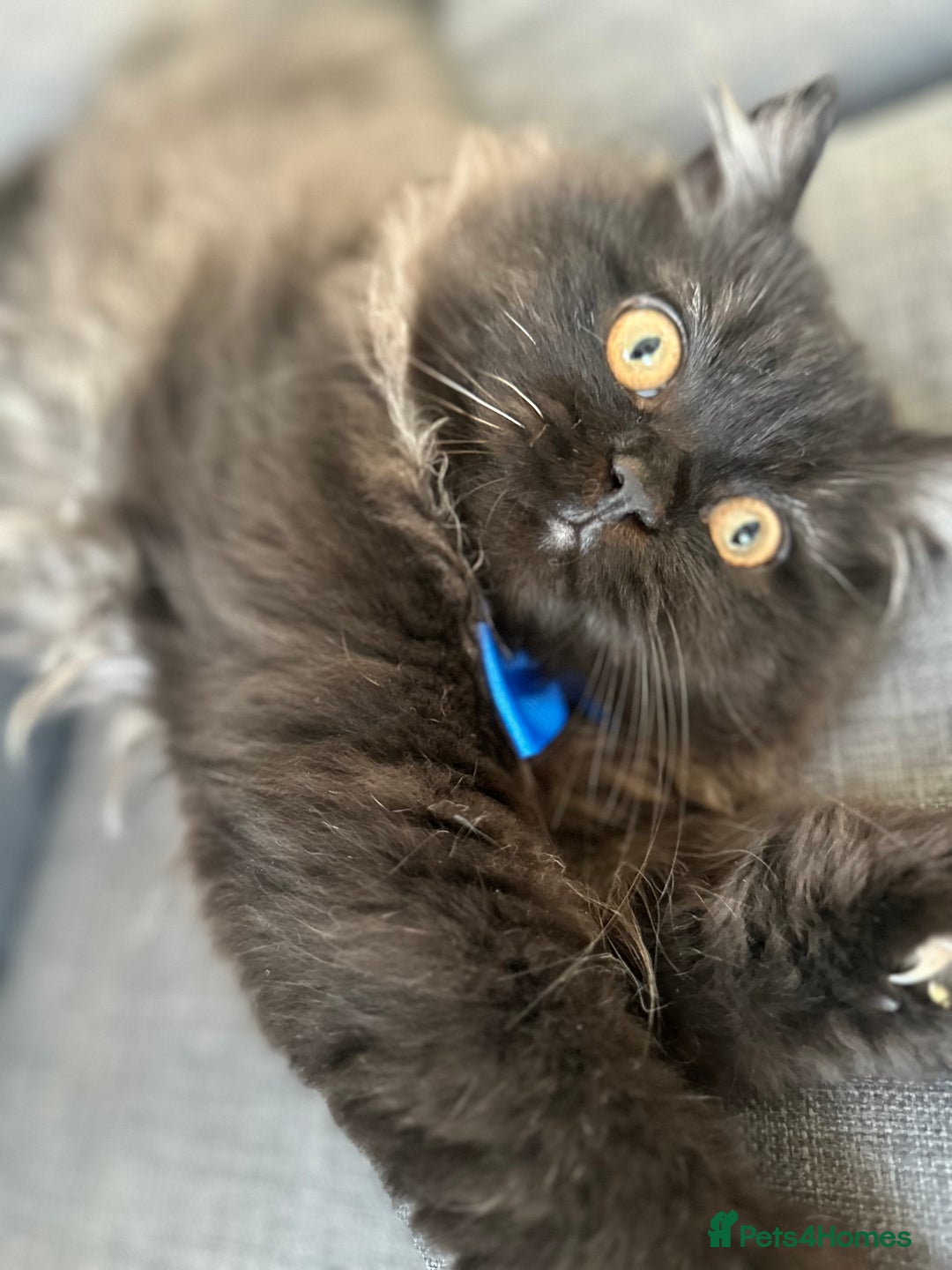 Persian cats for sale: Black Persian Gorgeous Boy  - Image 5