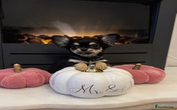 Chihuahua dogs for sale: One left! KC Reg Chihuahua Puppies-  Ready Now - Image 21