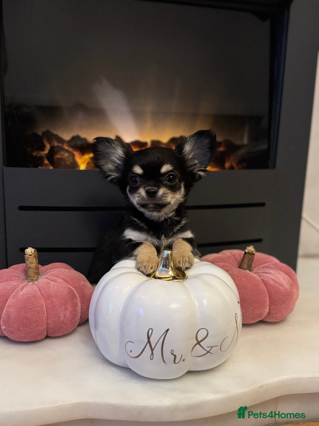 Chihuahua dogs for sale: One left! KC Reg Chihuahua Puppies-  Ready Now - Image 21