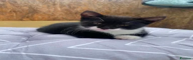 Mixed Breed Kitten 3