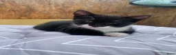 Mixed Breed cats for sale: 3 kittens for sale ready now - Advert 8