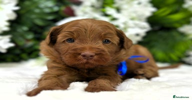 Australian Labradoodle dogs - Advert 15