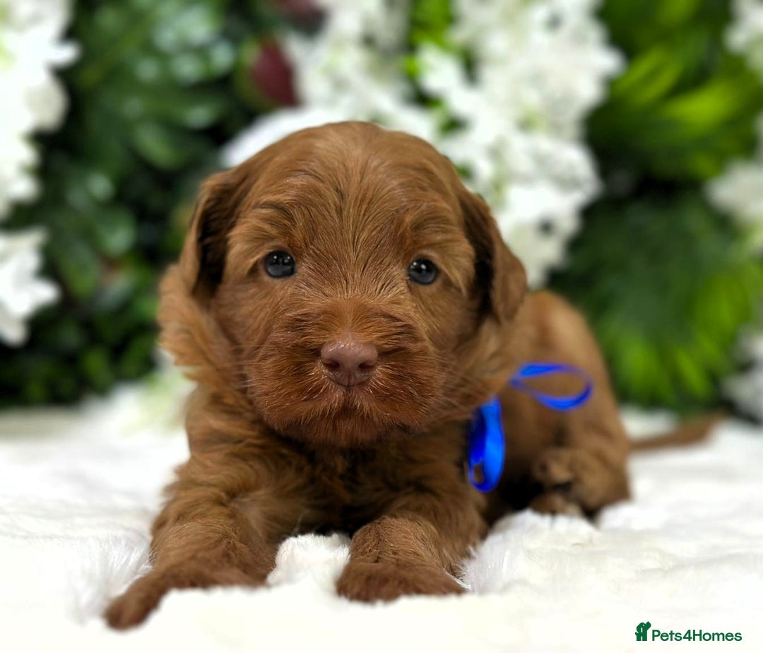 Australian Labradoodle dogs for sale: Superior Authentic Australian Labradoodle Puppies - Image 3