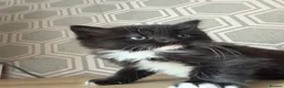 Mixed Breed cats for sale: Mix breed half ragdoll and domestic  - Advert 4