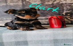 Yorkshire Terrier dogs for sale: miniature toy yorkie pups - Image 8