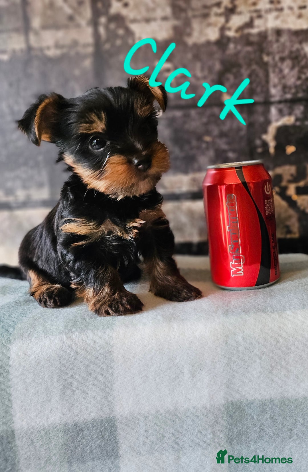 Yorkshire Terrier dogs for sale: miniature toy yorkie pups - Image 8