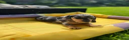 Miniature Dachshund dogs for sale: Adorable Puppies in Bradford - Advert 12